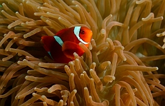 Raja Ampat 2016 - Premnas biaculeatus - Spinecheek Anemonefish - Poisson clown a joues epineuses - IMG_4800_rc